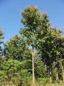 Bosque de Teka en Venta – Inversión Forestal de Alto Valor